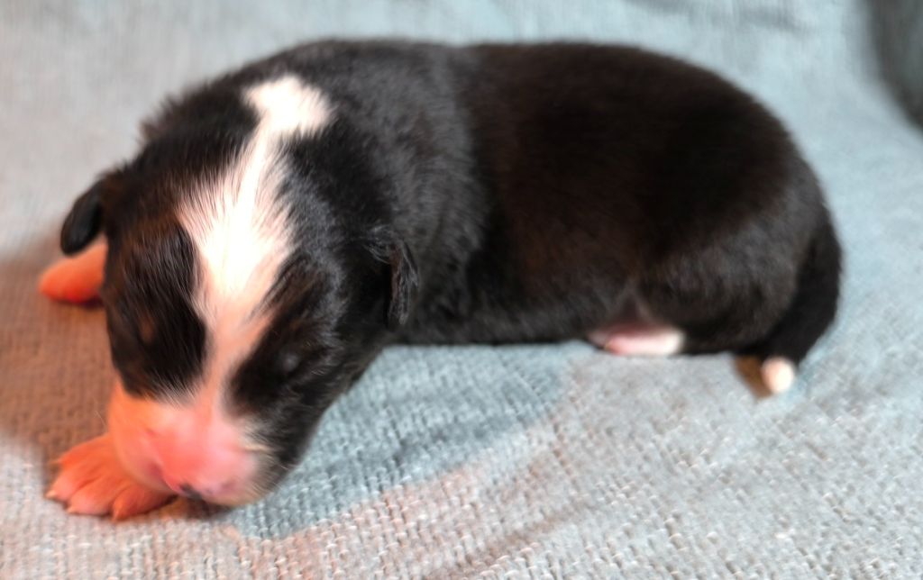 des Anges de Cedahkiss - Chiot disponible  - Berger Australien