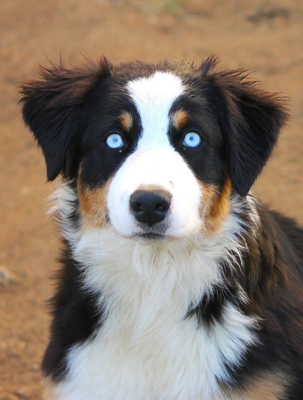 Akwa des Anges de Cedahkiss