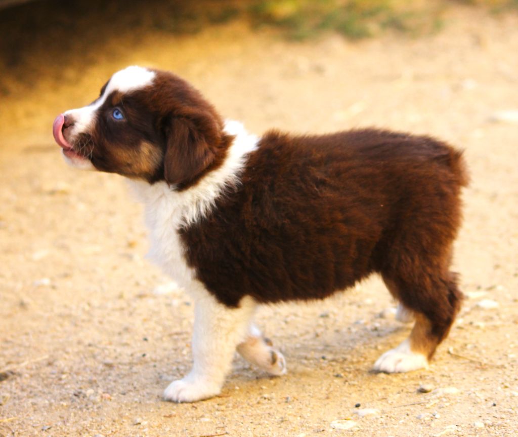 des Anges de Cedahkiss - Chiots disponibles 