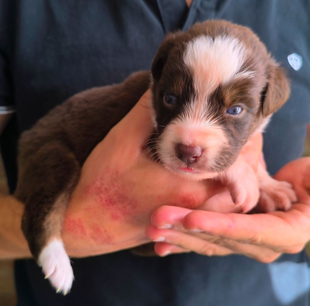des Anges de Cedahkiss - Chiots disponibles - Berger Australien