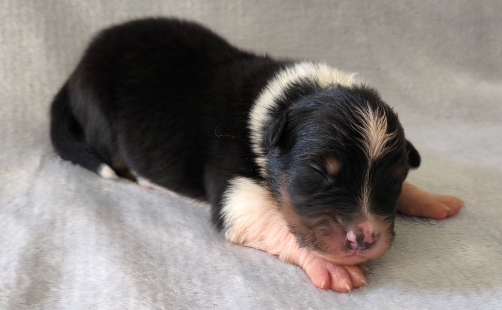 des Anges de Cedahkiss - Chiots disponibles - Berger Australien
