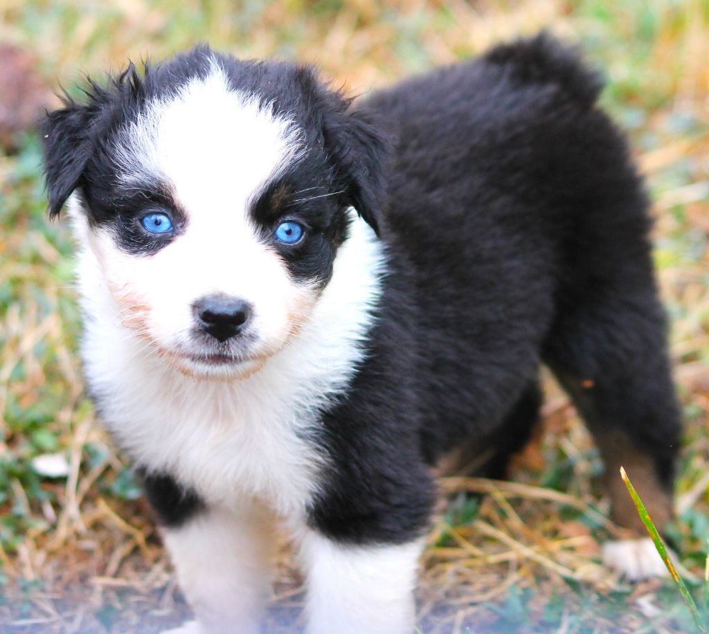 des Anges de Cedahkiss - Chiots disponibles - Berger Australien