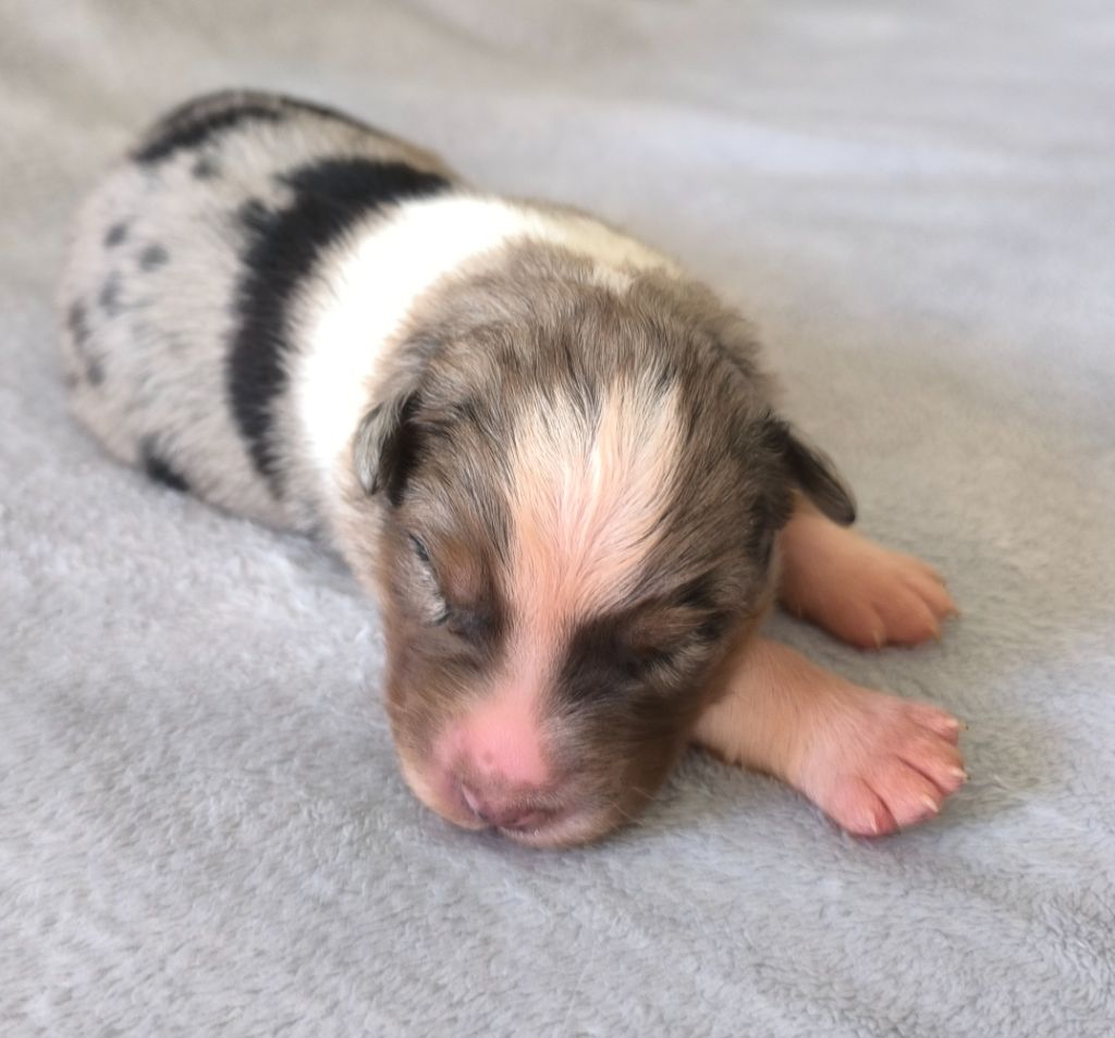 des Anges de Cedahkiss - Chiots disponibles - Berger Australien