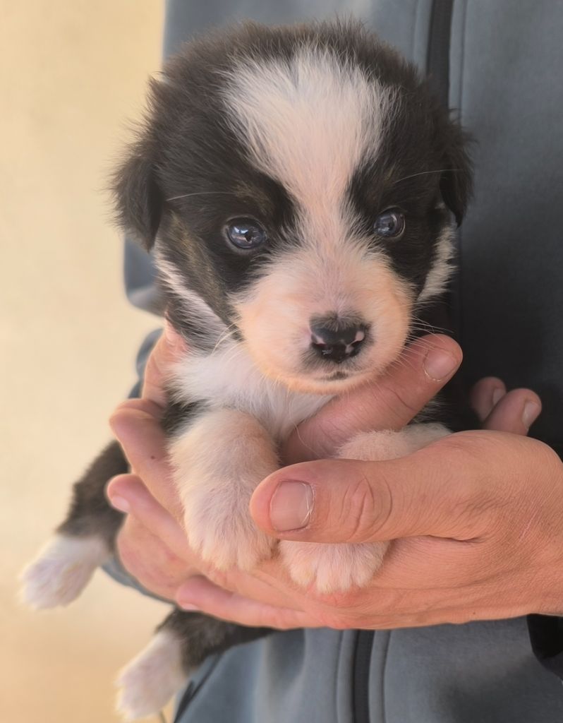 des Anges de Cedahkiss - Chiots disponibles - Berger Australien