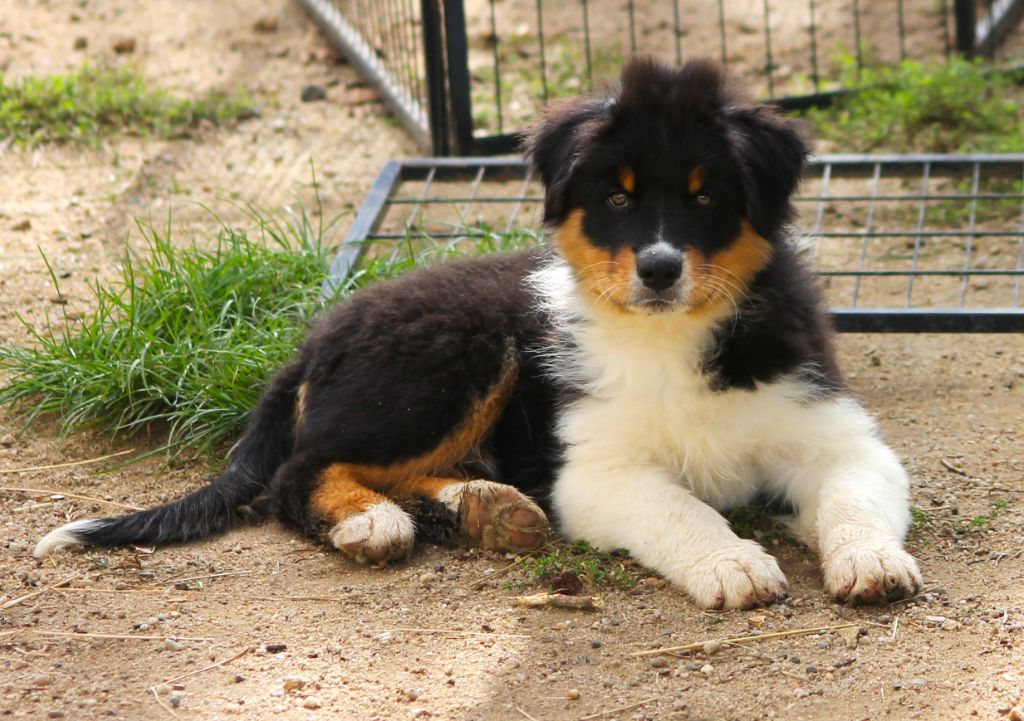 des Anges de Cedahkiss - Chiots disponibles - Berger Australien