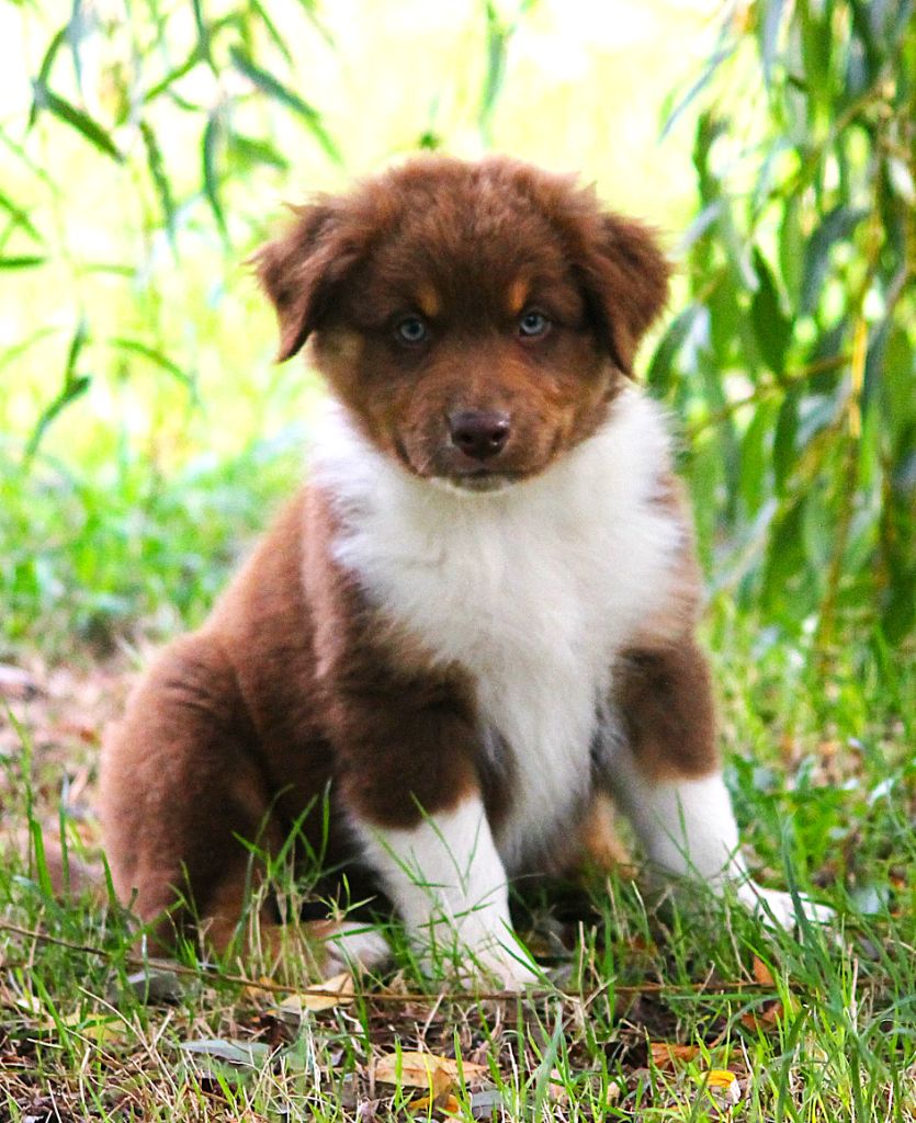 des Anges de Cedahkiss - Chiots disponibles - Berger Australien