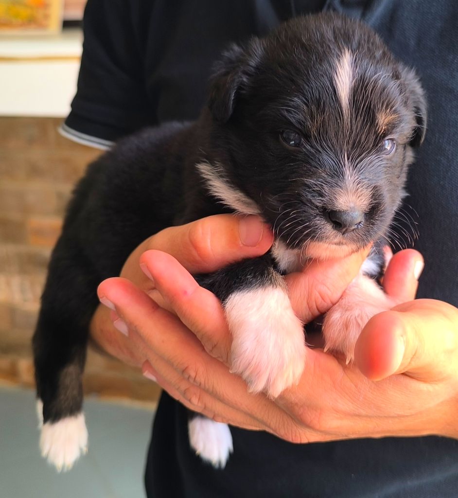 des Anges de Cedahkiss - Chiots disponibles - Berger Australien