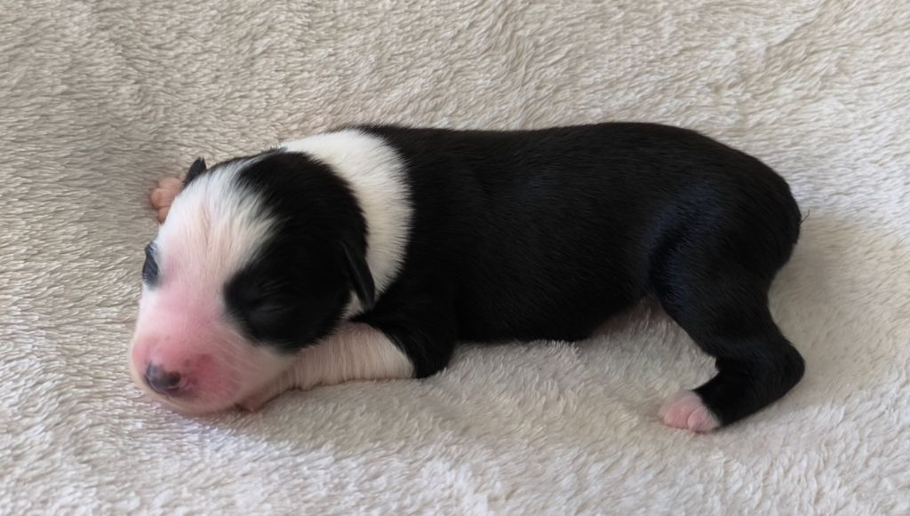 des Anges de Cedahkiss - Chiots disponibles - Berger Australien