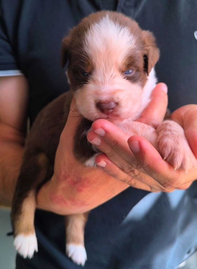 des Anges de Cedahkiss - Chiots disponibles - Berger Australien
