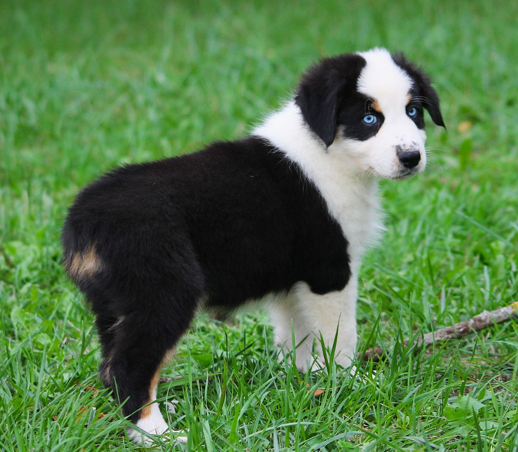 des Anges de Cedahkiss - Chiots disponibles - Berger Australien
