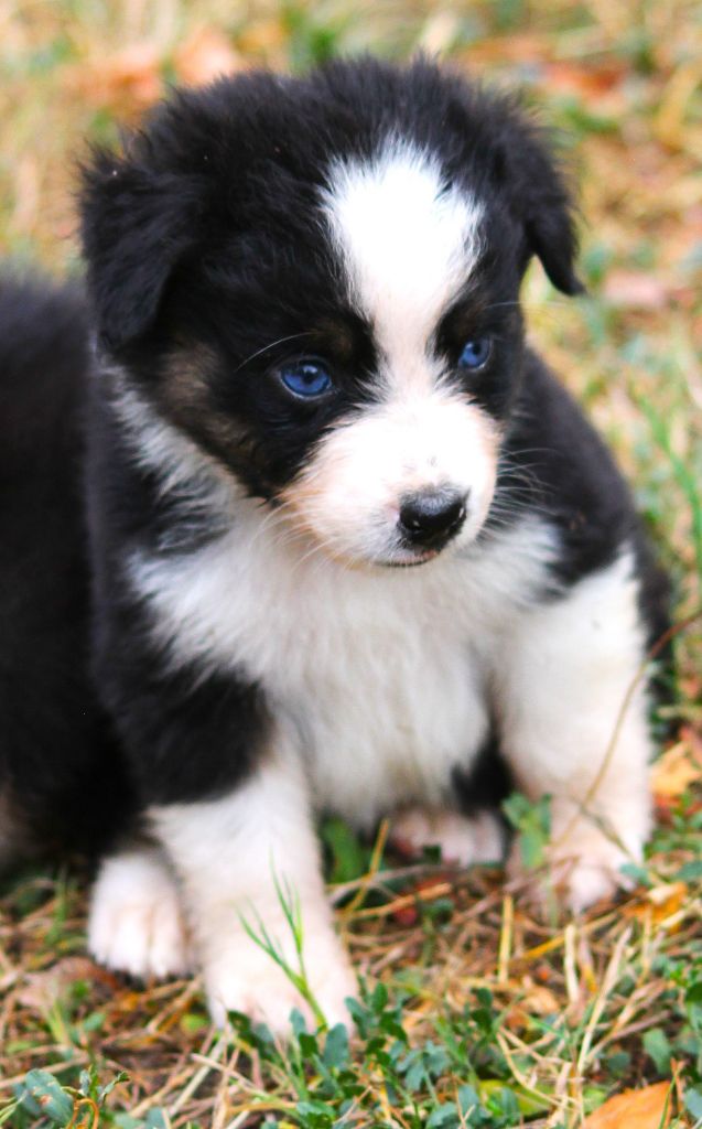 des Anges de Cedahkiss - Chiots disponibles - Berger Australien