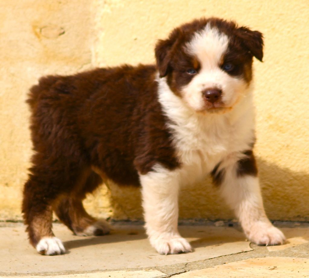 des Anges de Cedahkiss - Chiots disponibles - Berger Australien