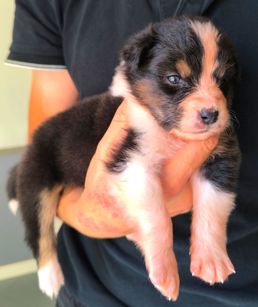 des Anges de Cedahkiss - Chiots disponibles - Berger Australien