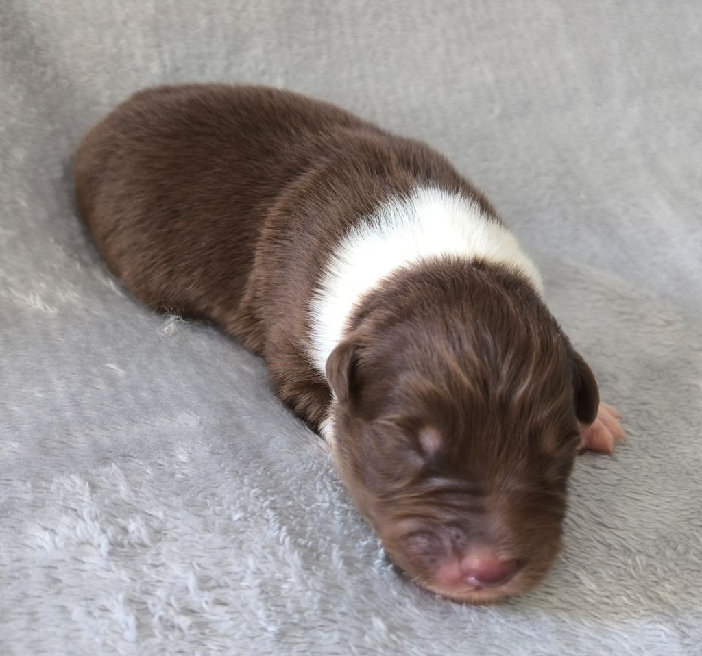 des Anges de Cedahkiss - Chiots disponibles - Berger Australien