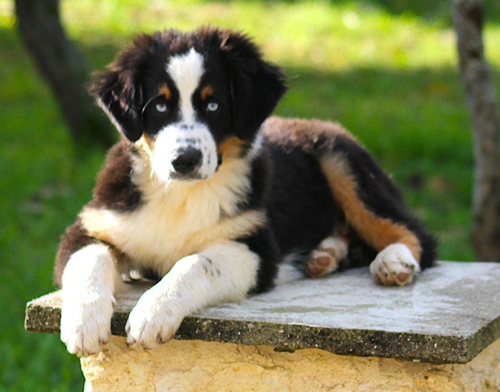 des Anges de Cedahkiss - Chiots disponibles - Berger Australien