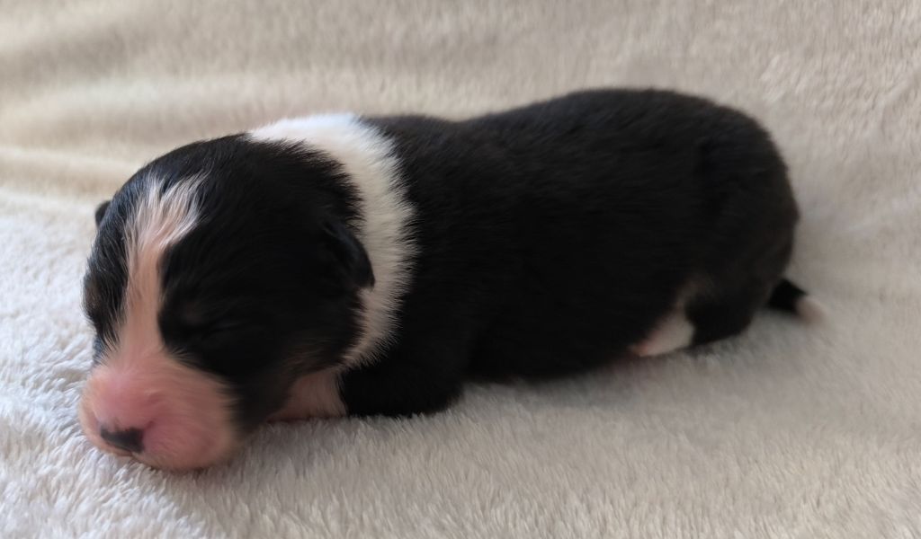 des Anges de Cedahkiss - Chiots disponibles - Berger Australien