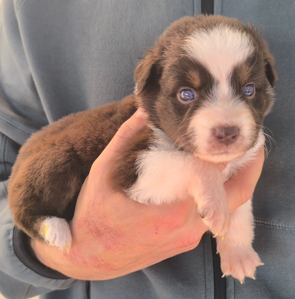 des Anges de Cedahkiss - Chiots disponibles - Berger Australien
