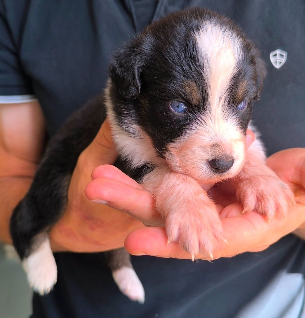 des Anges de Cedahkiss - Chiots disponibles - Berger Australien