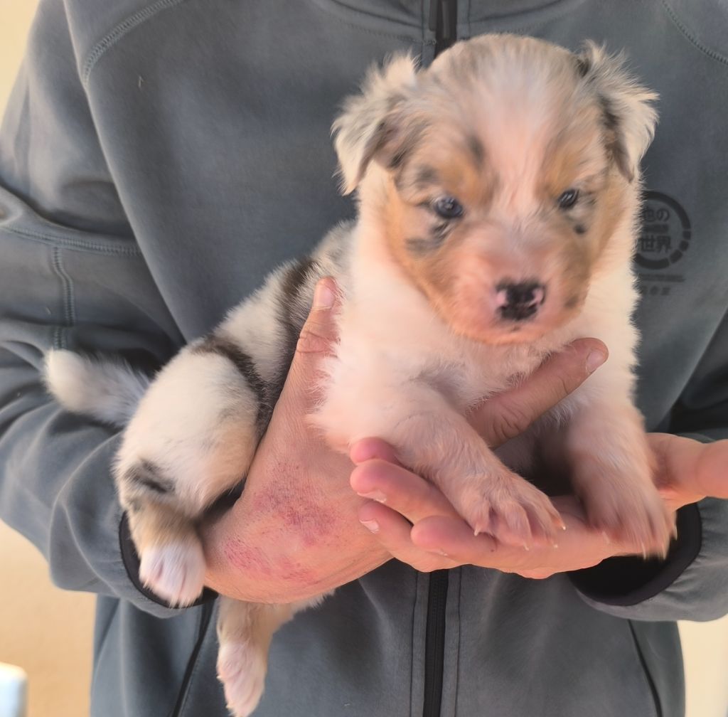 des Anges de Cedahkiss - Chiots disponibles - Berger Australien