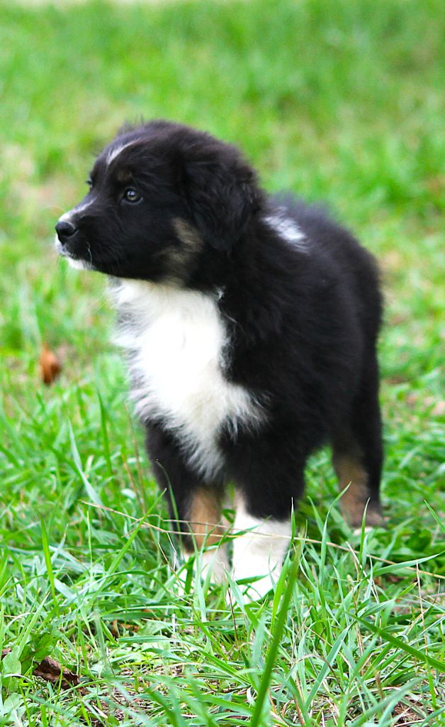 des Anges de Cedahkiss - Chiots disponibles - Berger Australien