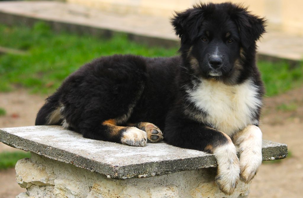 des Anges de Cedahkiss - Chiots disponibles - Berger Australien