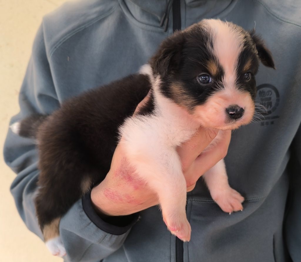 des Anges de Cedahkiss - Chiots disponibles - Berger Australien