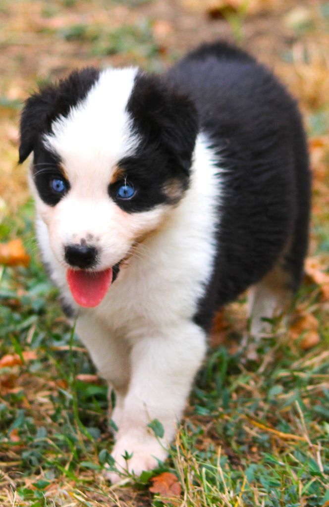 des Anges de Cedahkiss - Chiots disponibles - Berger Australien