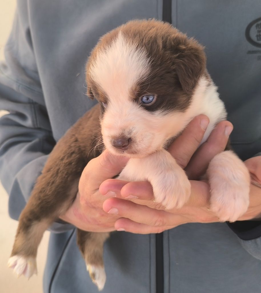 des Anges de Cedahkiss - Chiots disponibles - Berger Australien