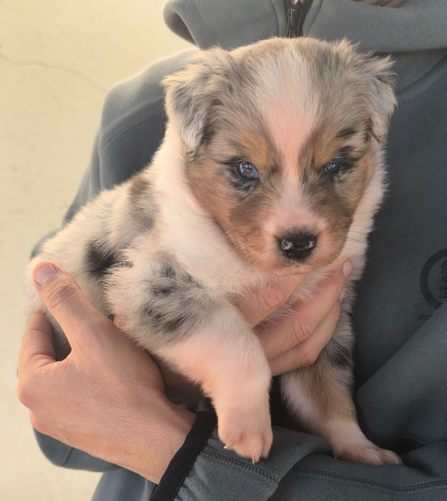 des Anges de Cedahkiss - Chiots disponibles - Berger Australien