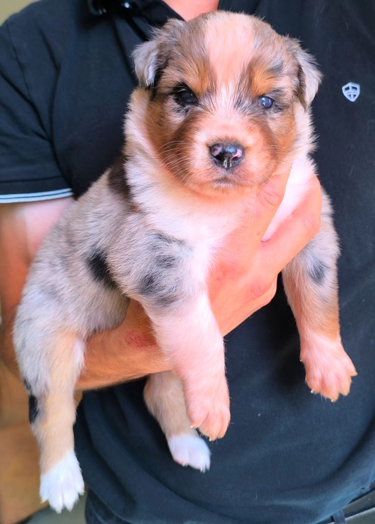 des Anges de Cedahkiss - Chiots disponibles - Berger Australien