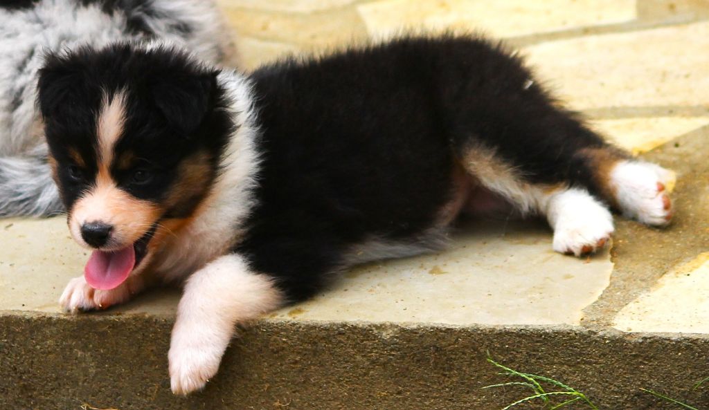 des Anges de Cedahkiss - Chiots disponibles - Berger Australien