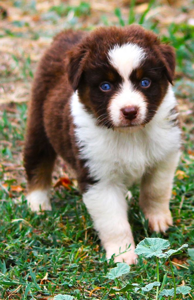 des Anges de Cedahkiss - Chiots disponibles - Berger Australien