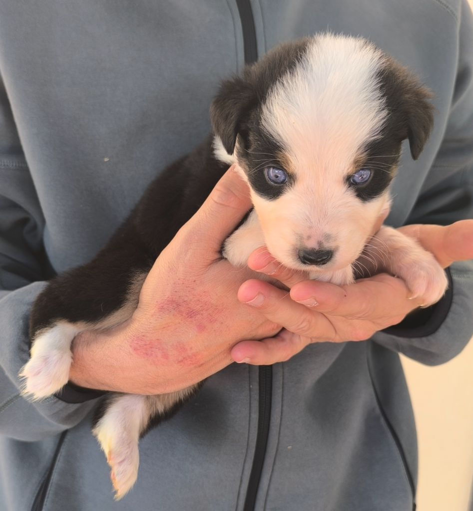 des Anges de Cedahkiss - Chiots disponibles - Berger Australien