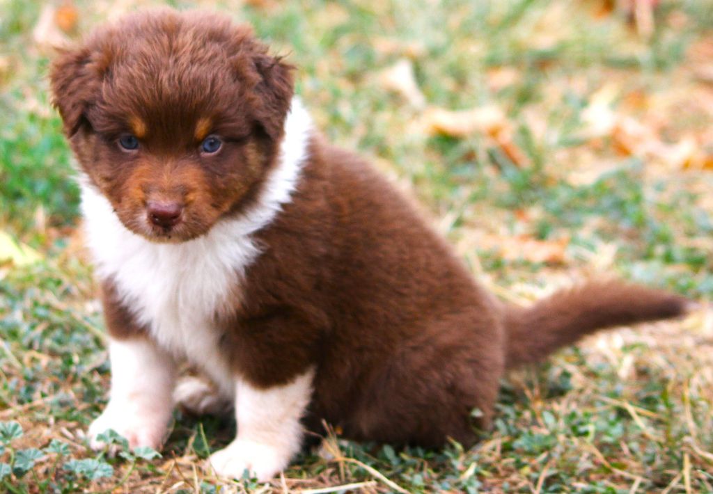 des Anges de Cedahkiss - Chiots disponibles - Berger Australien