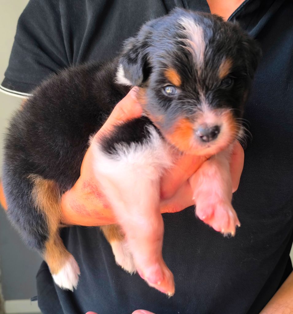 des Anges de Cedahkiss - Chiots disponibles - Berger Australien