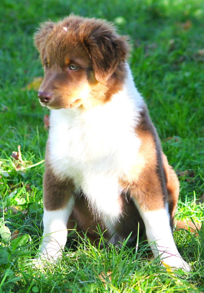 des Anges de Cedahkiss - Chiots disponibles - Berger Australien