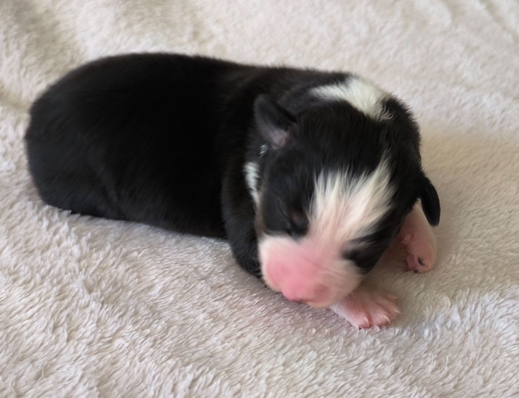 des Anges de Cedahkiss - Chiots disponibles - Berger Australien