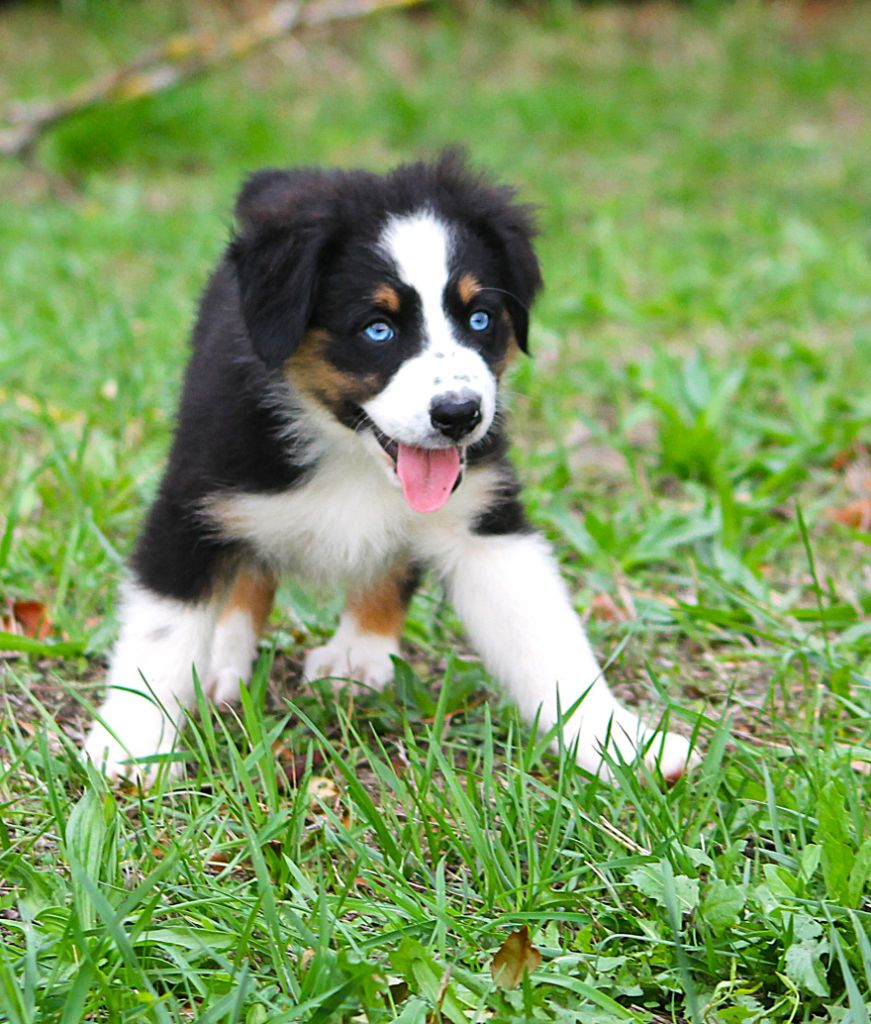 des Anges de Cedahkiss - Chiots disponibles - Berger Australien