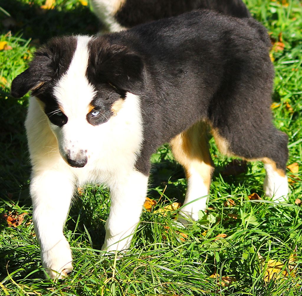 des Anges de Cedahkiss - Chiots disponibles - Berger Australien