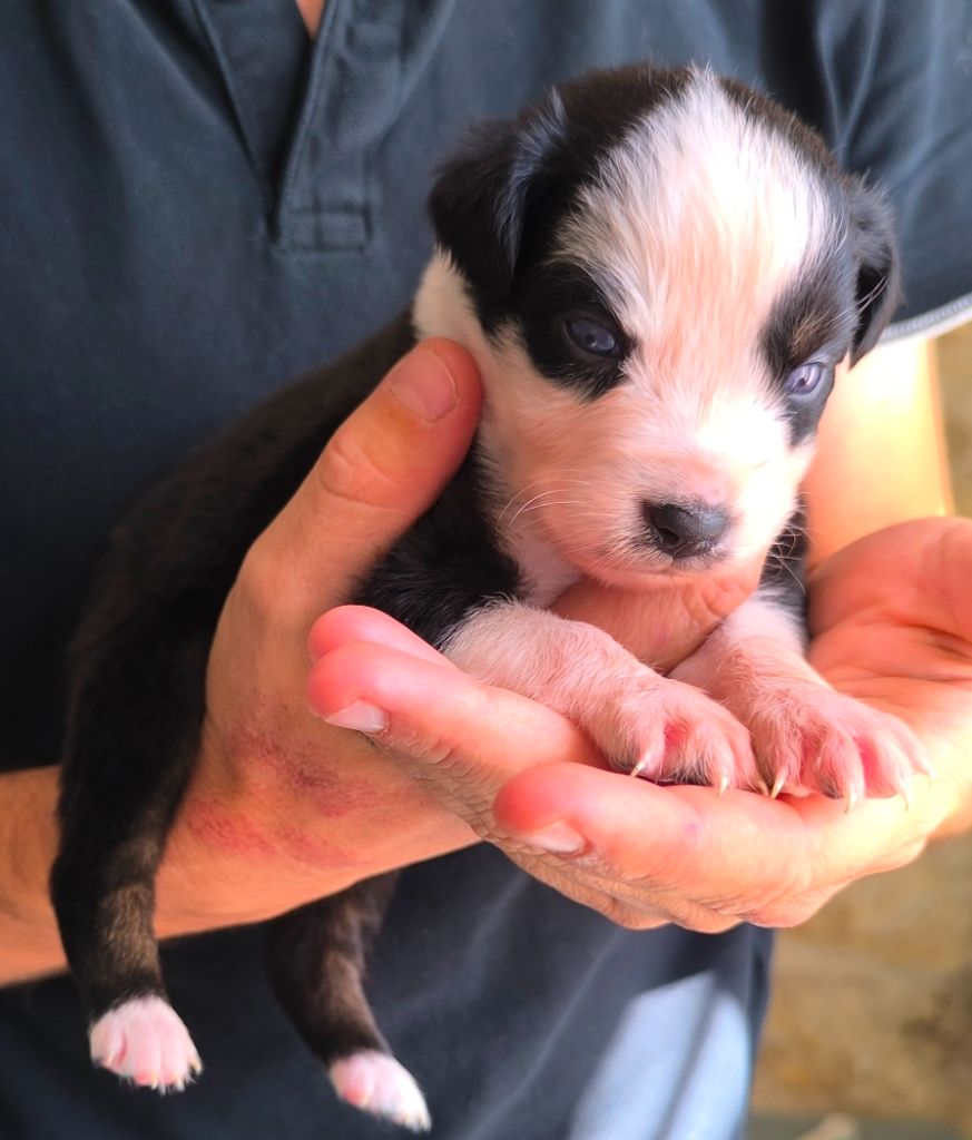 des Anges de Cedahkiss - Chiots disponibles - Berger Australien