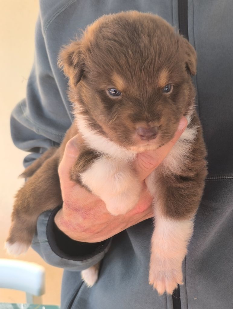 des Anges de Cedahkiss - Chiots disponibles - Berger Australien