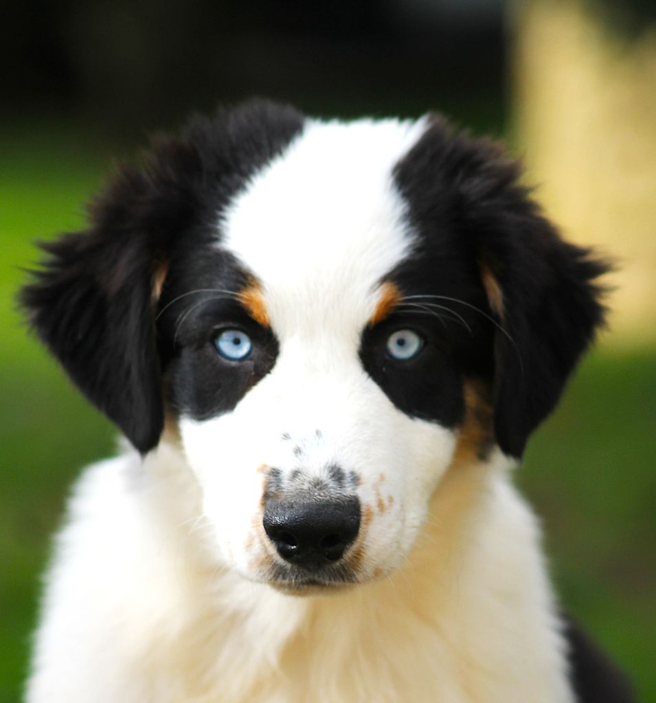 des Anges de Cedahkiss - Chiots disponibles - Berger Australien