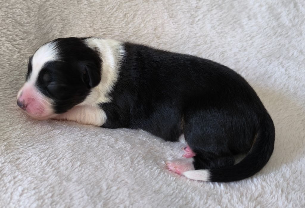 des Anges de Cedahkiss - Chiots disponibles - Berger Australien