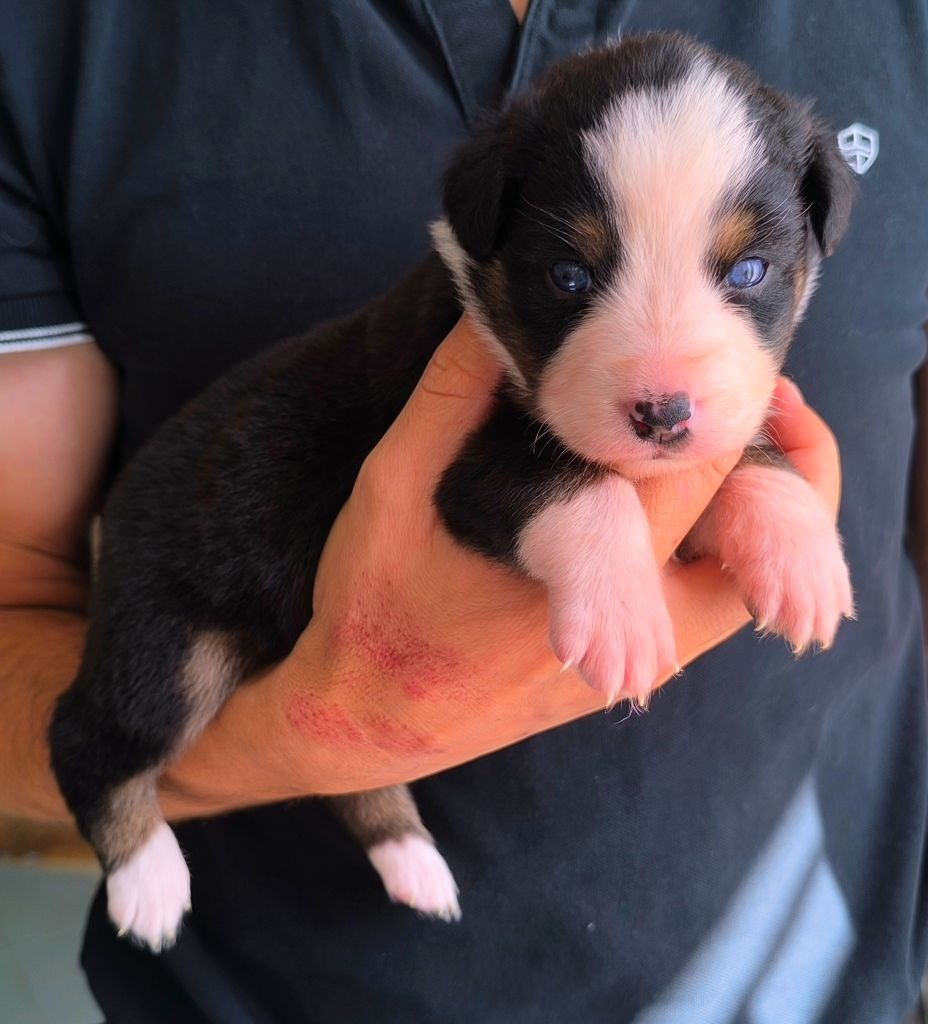 des Anges de Cedahkiss - Chiots disponibles - Berger Australien