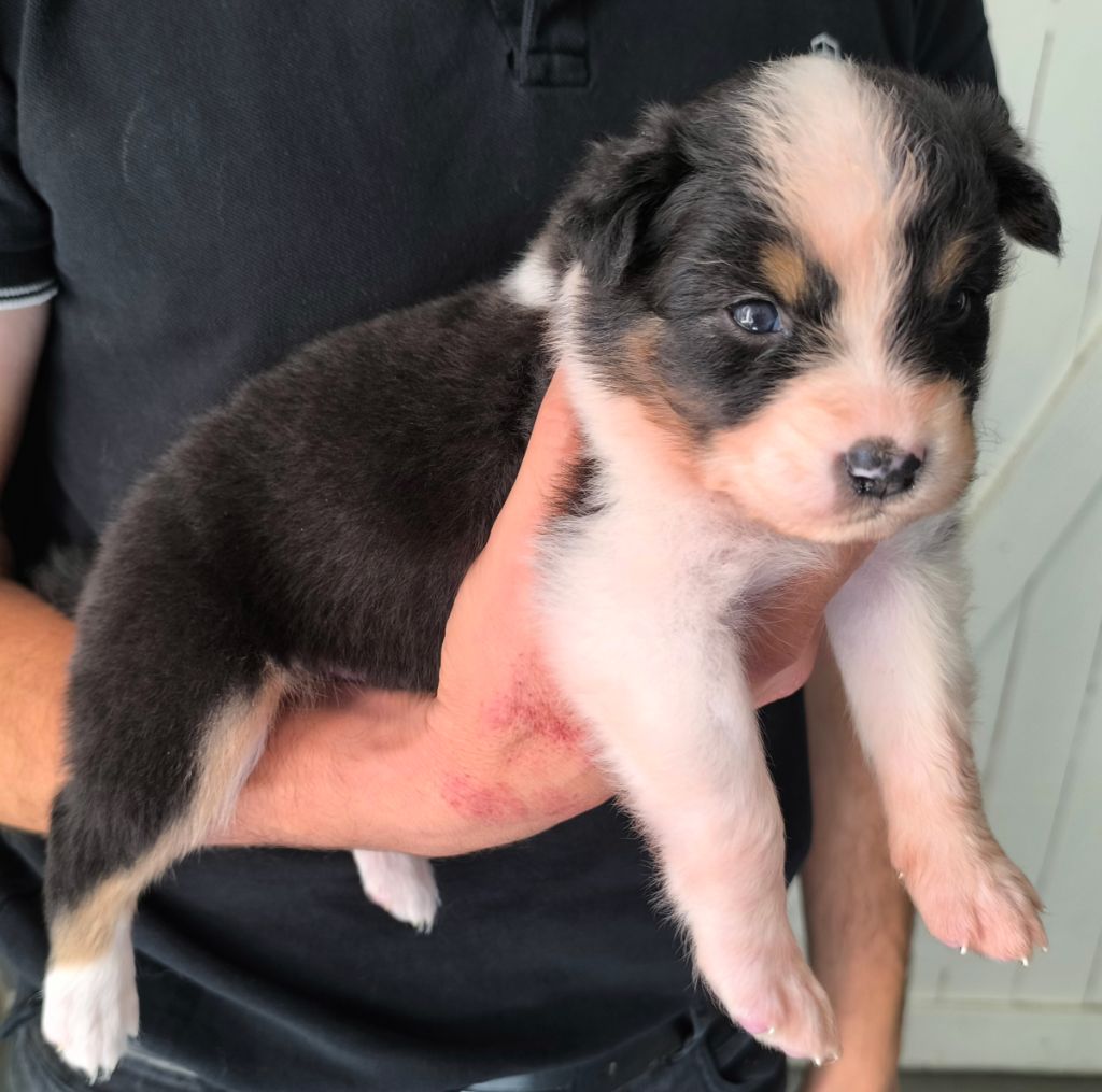 des Anges de Cedahkiss - Chiots disponibles - Berger Australien