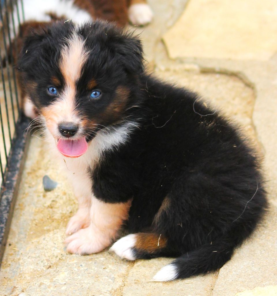 des Anges de Cedahkiss - Chiots disponibles - Berger Australien
