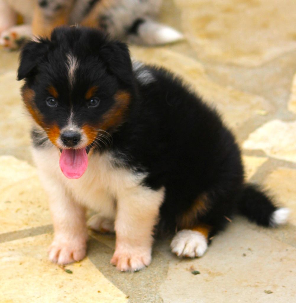 des Anges de Cedahkiss - Chiots disponibles - Berger Australien