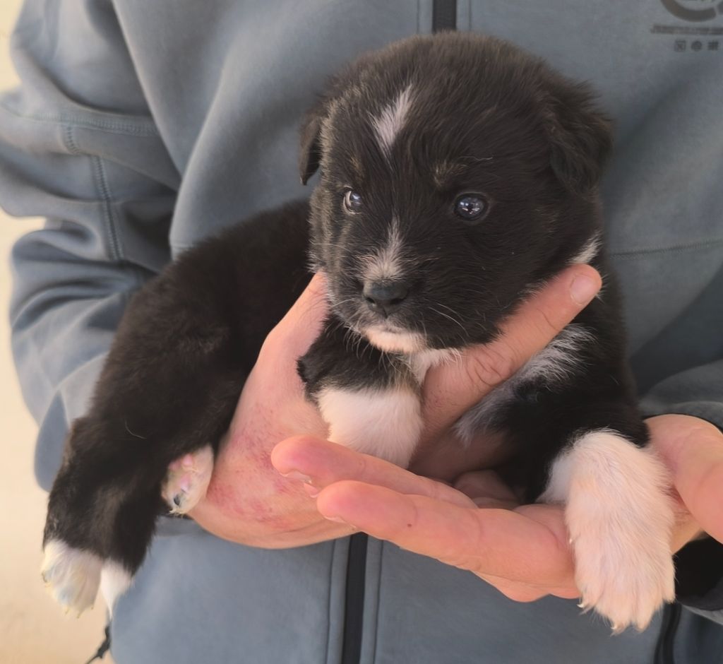 des Anges de Cedahkiss - Chiots disponibles - Berger Australien