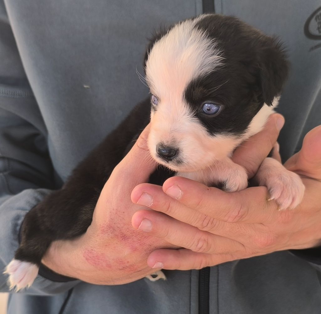 des Anges de Cedahkiss - Chiots disponibles - Berger Australien