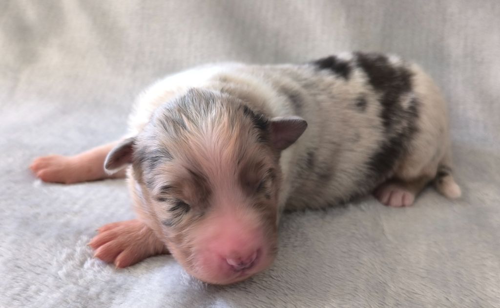 des Anges de Cedahkiss - Chiots disponibles - Berger Australien